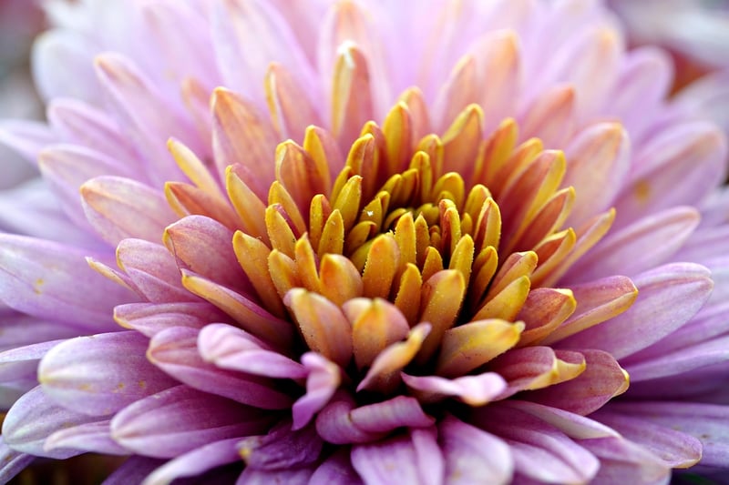 Autumn Flowers