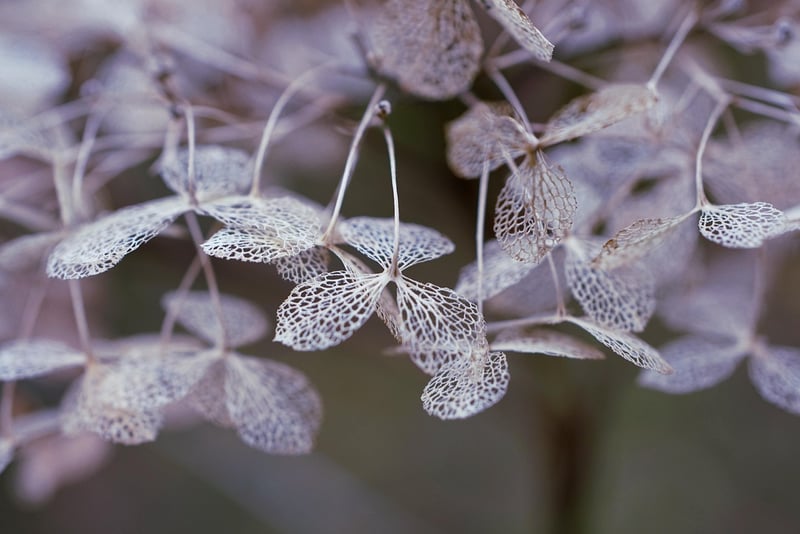 Winter Flowers